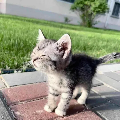 Счастливый котёнок на прогулке
