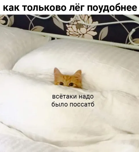 Кот всё-таки пошёл по нужде