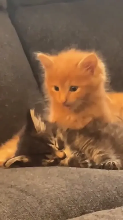 Котёнок внезапно кричит