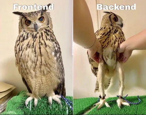 Frontend vs Backend Owl