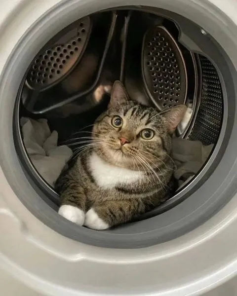 Кот в стиральной машине