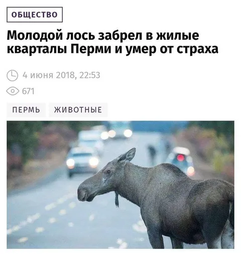 Лось забрел в жилые кварталы Перми