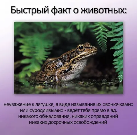 Быстрый факт о лягушках