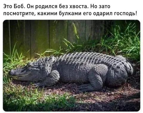 Боб без хвоста с булками