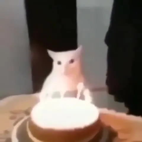 Кот за праздничным тортом
