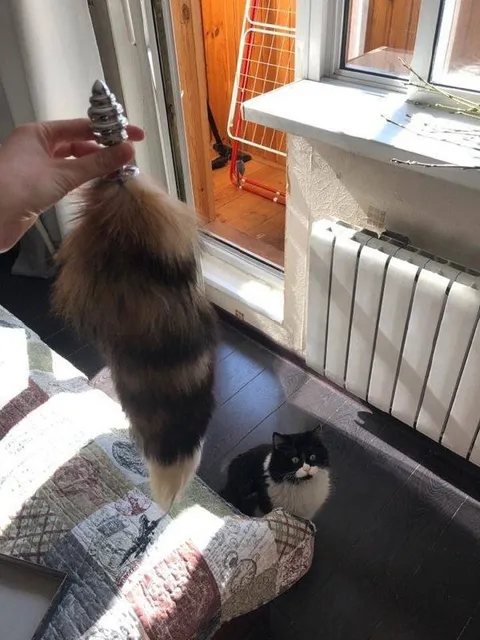 Кот смотрит на свою хвостатую копию