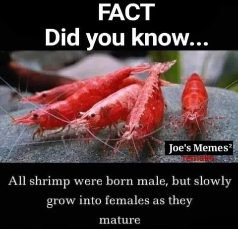 Shrimp Change Sex as They Mature