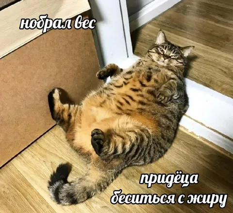 Набрал вес и бесится с жиру