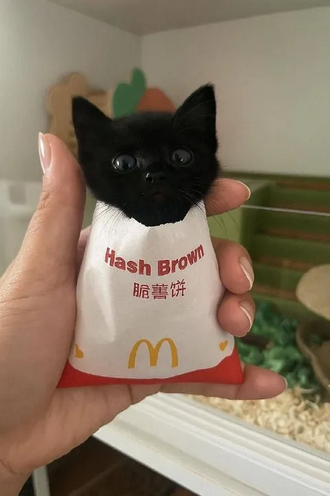 Cat Hash Brown Wrapper
