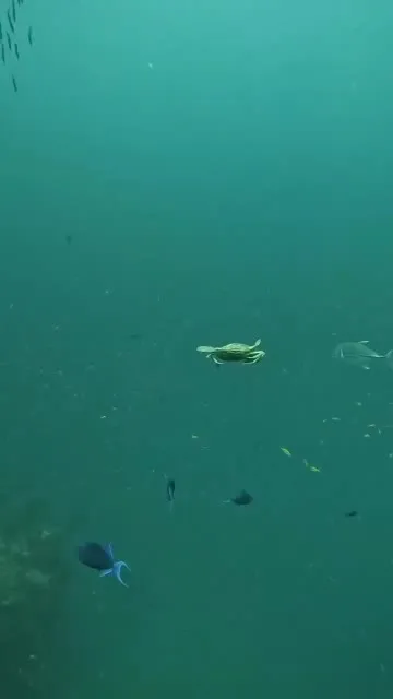 Краб танцует под водой