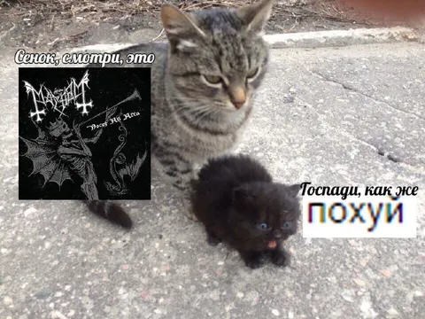 Кот показывает альбом Mayhem