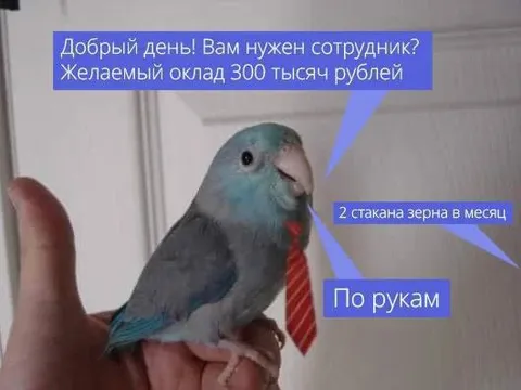 Попугай согласен на зарплату зерном