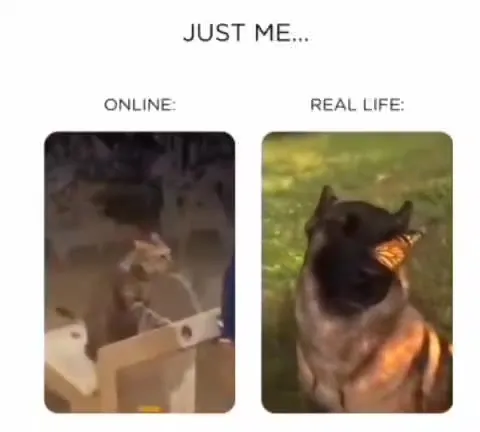 Just Me Online vs Real Life