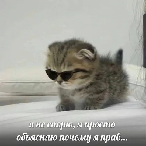 Кот объясняет, почему он прав