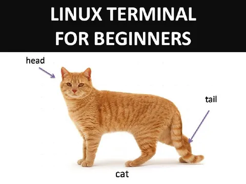 Linux Terminal for Beginners Cat