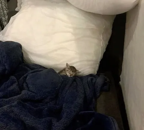Котёнок спрятался в одеяле