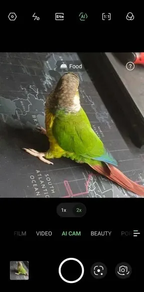 Parrot on the South Atlantic