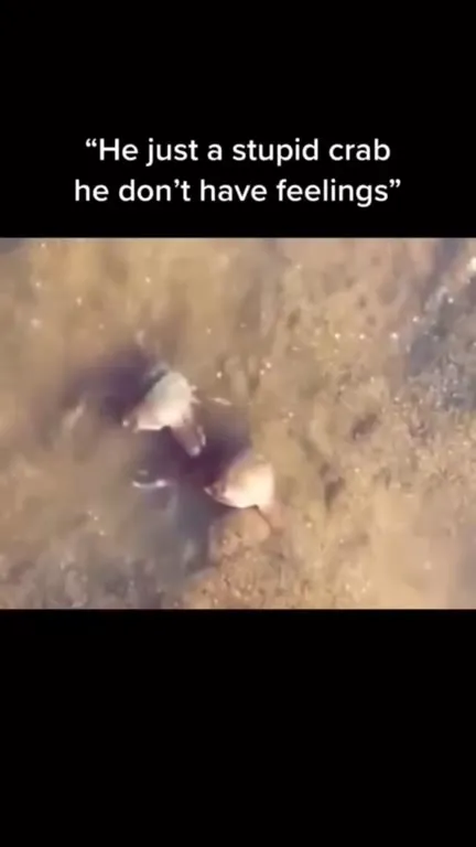 Crab Protects Its Friend