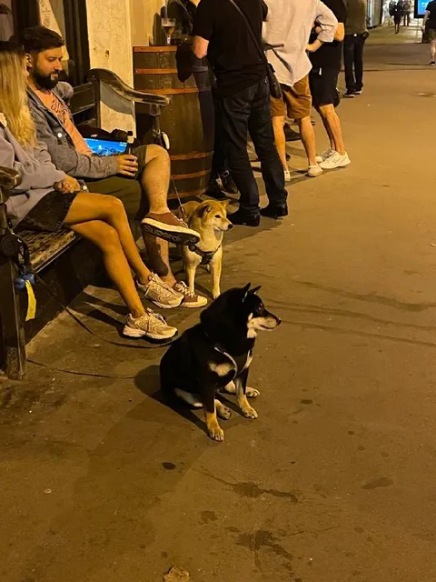 Собаки ждут своей очереди
