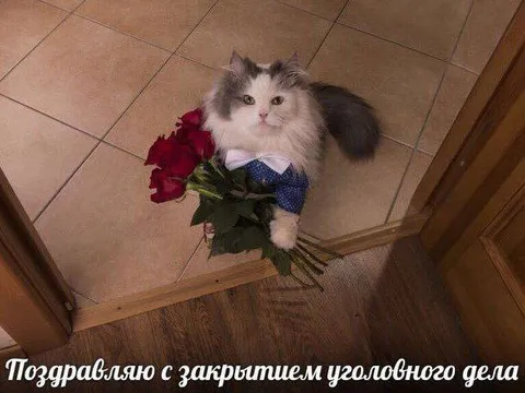 Кот с букетом поздравляет