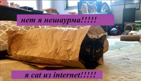 Кот в бумажной шаурме