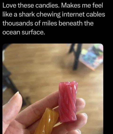 Shark Chewing Internet Cables