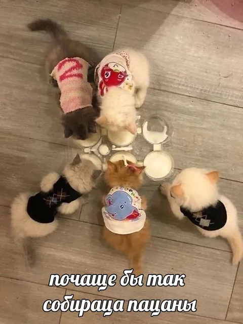 Коты собираются на обед
