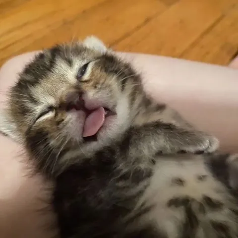 Котёнок с высунутым языком
