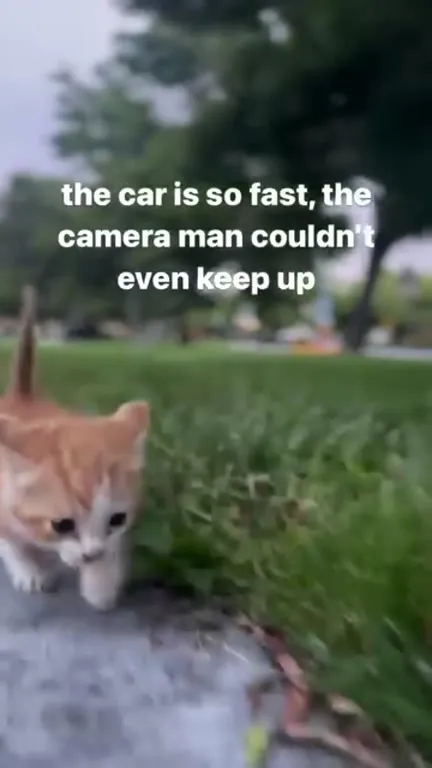 The Fastest Car Is a Kitten
