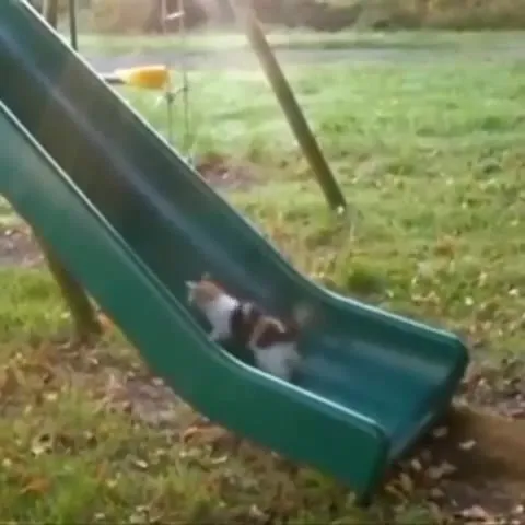 Котёнок не может съехать с горки