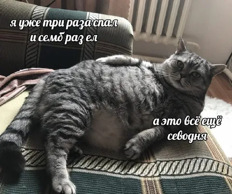 Кот, который слишком много спал