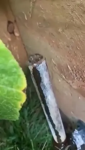 Frog Emerges from the Pipe