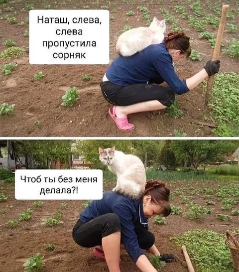 Кошка помогает на грядке