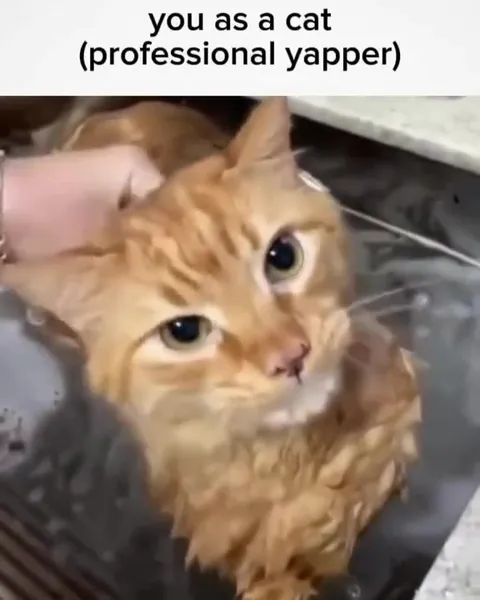 Professional Yapper Cat