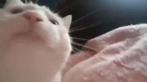 Кот танцует под музыку