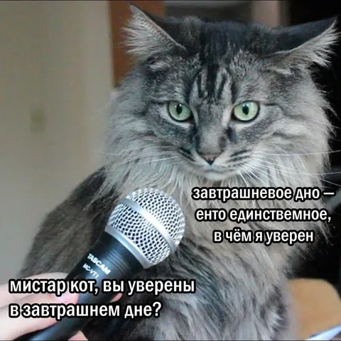 Кот уверен в завтрашнем дне