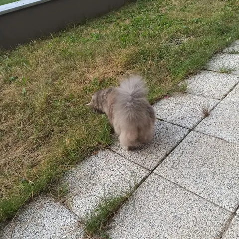 Кот растворяется в траве