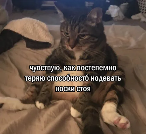 Кот теряет способность надевать носки