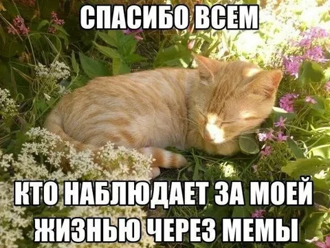 Кот благодарит наблюдателей