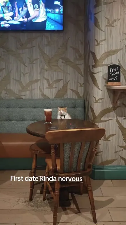 Nervous Cat on a First Date