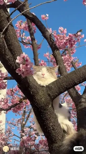Кот среди цветущей сакуры