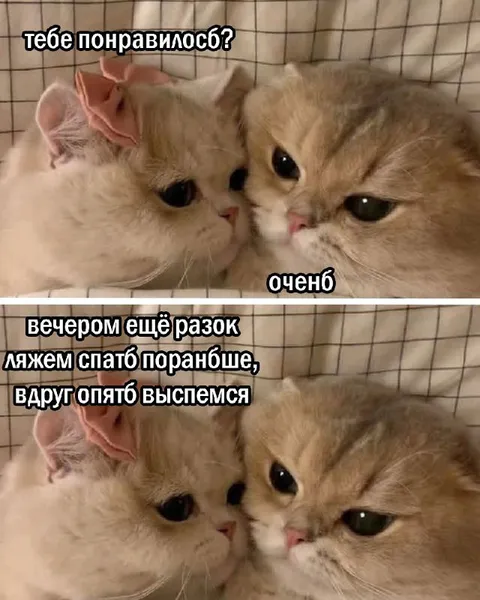 Котики снова лягут пораньше