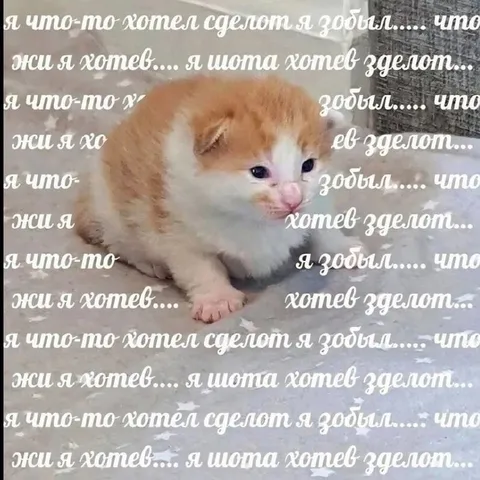 Кот забыл, что хотел сделать