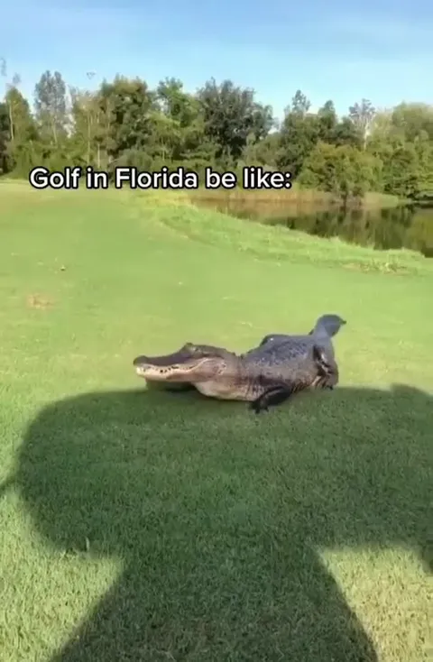 Golf Ball Meets Florida Alligator