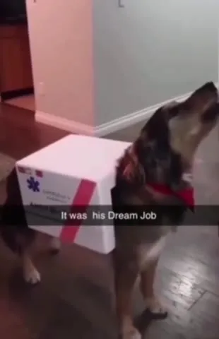 Dog's Dream Job Ambulance