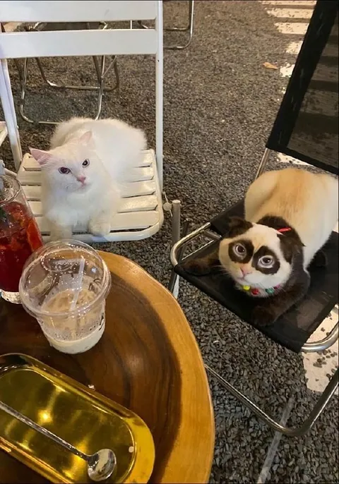 Белый кот и сердитый кот