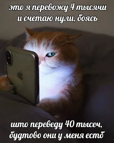 Кот боится перевести 40 тысяч
