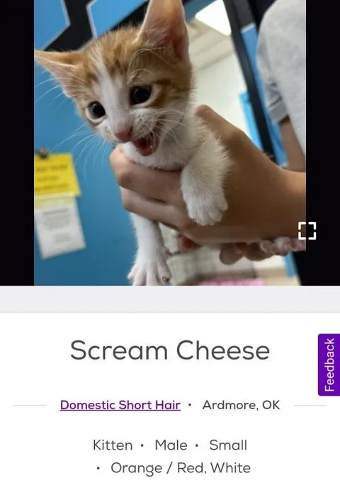 Scream Cheese Kitten Listing