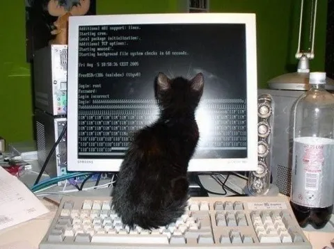 Кот вошёл в систему
