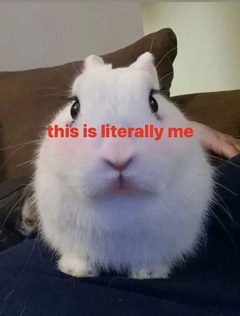This Is Literally Me Rabbit